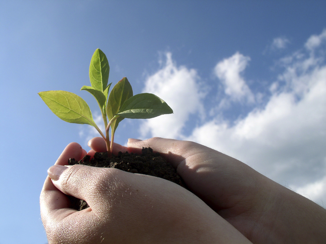 Planting For The Future